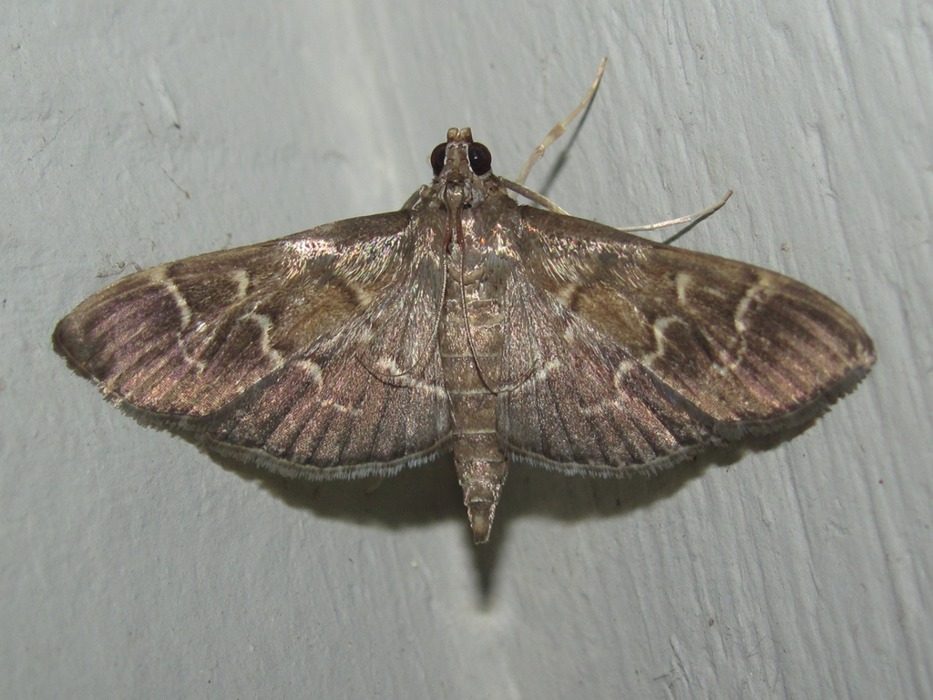 Pilocrocis
