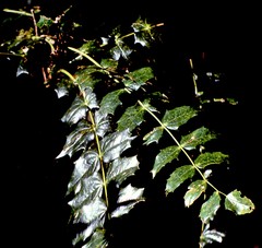 Berberis napaulensis