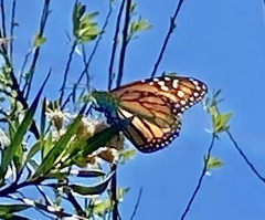 Danaus plexippus