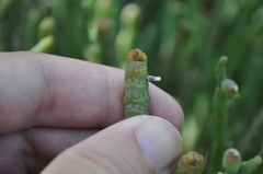 Coleophora versurella