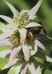 Parancistrocerus vagus