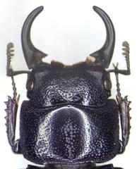 Aegus subnitidus taurulus