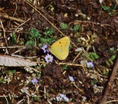 Colias fieldii