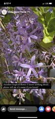Petrea volubilis