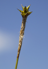 Carex exilis