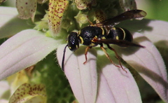 Parancistrocerus vagus