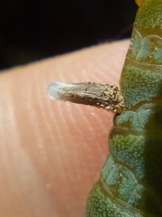 Coleophora versurella