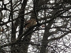 Cardinalis cardinalis