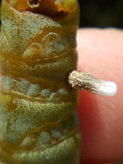 Coleophora versurella