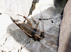 Deinacrida connectens