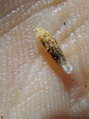 Coleophora versurella