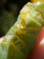 Coleophora versurella