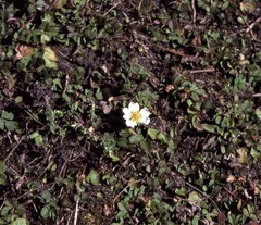 Fragaria nubicola