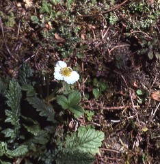Fragaria nubicola