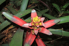 Guzmania squarrosa