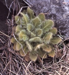 Meconopsis paniculata