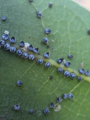 Euthoracaphis umbellulariae