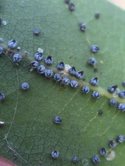 Euthoracaphis umbellulariae