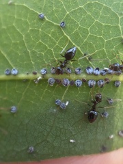 Euthoracaphis umbellulariae