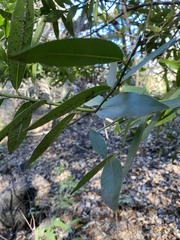 Euthoracaphis umbellulariae