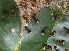 Camponotus textor