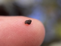 Potamopyrgus antipodarum