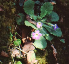 Primula nana