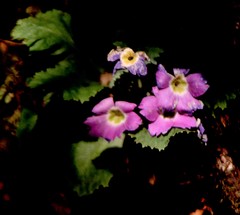 Primula nana