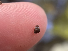 Potamopyrgus antipodarum