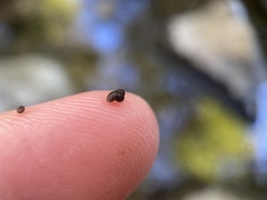 Potamopyrgus antipodarum