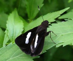 Notocrypta feisthamelii