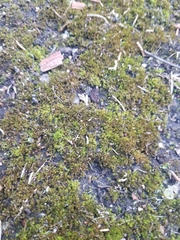 Encalypta streptocarpa