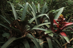Guzmania squarrosa