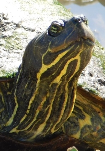 Northern Red-bellied Cooter