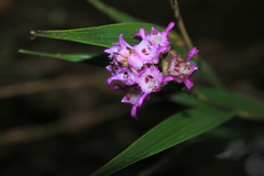 Elleanthus amethystinus