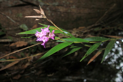 Elleanthus amethystinus