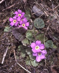 Primula nana