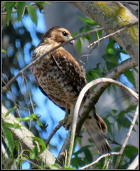 Buteo lineatus