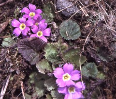 Primula nana