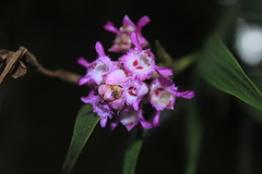 Elleanthus amethystinus