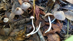 Coprinopsis canoceps