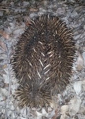 Tachyglossus aculeatus acanthion
