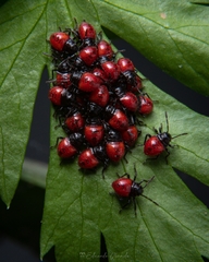 Euthyrhynchus floridanus