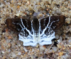 Odontoptilum pygela