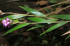 Elleanthus amethystinus