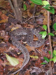 Bothrops caribbaeus