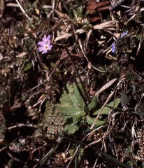 Primula denticulata