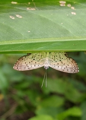 Parvospila lucianus