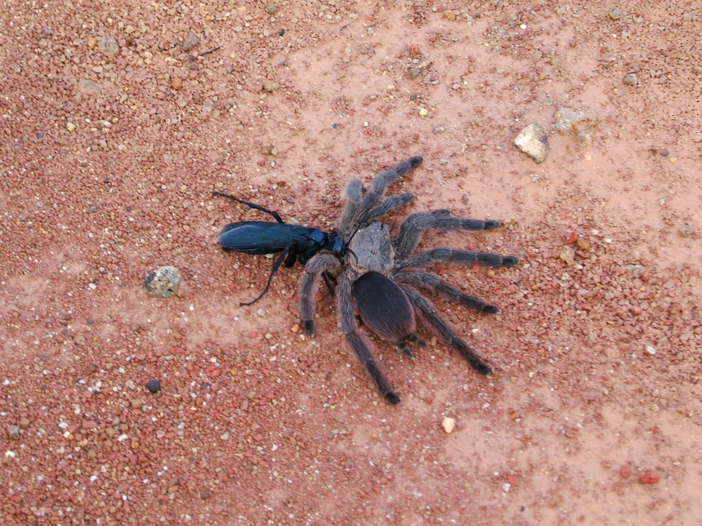 Pepsis terminata