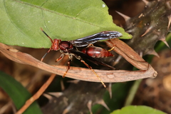 Polistes lanio